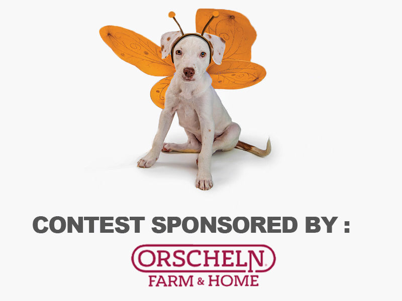 Contest Sponsor